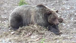 Female grizzlies prior to den, they get massive!