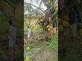 Pengen dogan, langsung ke kebun. Abii yang petik🌴🌴🌴