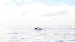 Cape Cod Bluefin Tuna on topwater chasing halfbeaks