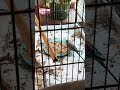 My bird eating
