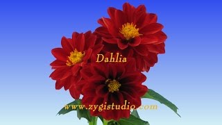 Timelapse of Opening Red Dahlia Flower.