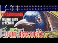 PENANGKARAN MURAI BATU &amp; KENARI JOGJA TEAM KMS KUSUMA BF YOGYAKARTA