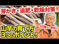 ３月植えおすすめ！山芋（大和芋）の植え方３つのポイントとは！？芽かき・追肥・乾燥対策が重要！【家庭菜園】【長芋】
