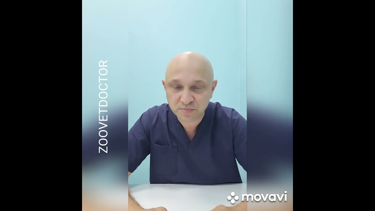 Породные особенности Британских и Шотландских кошек на что нужно обратить внимание вовремя покупки