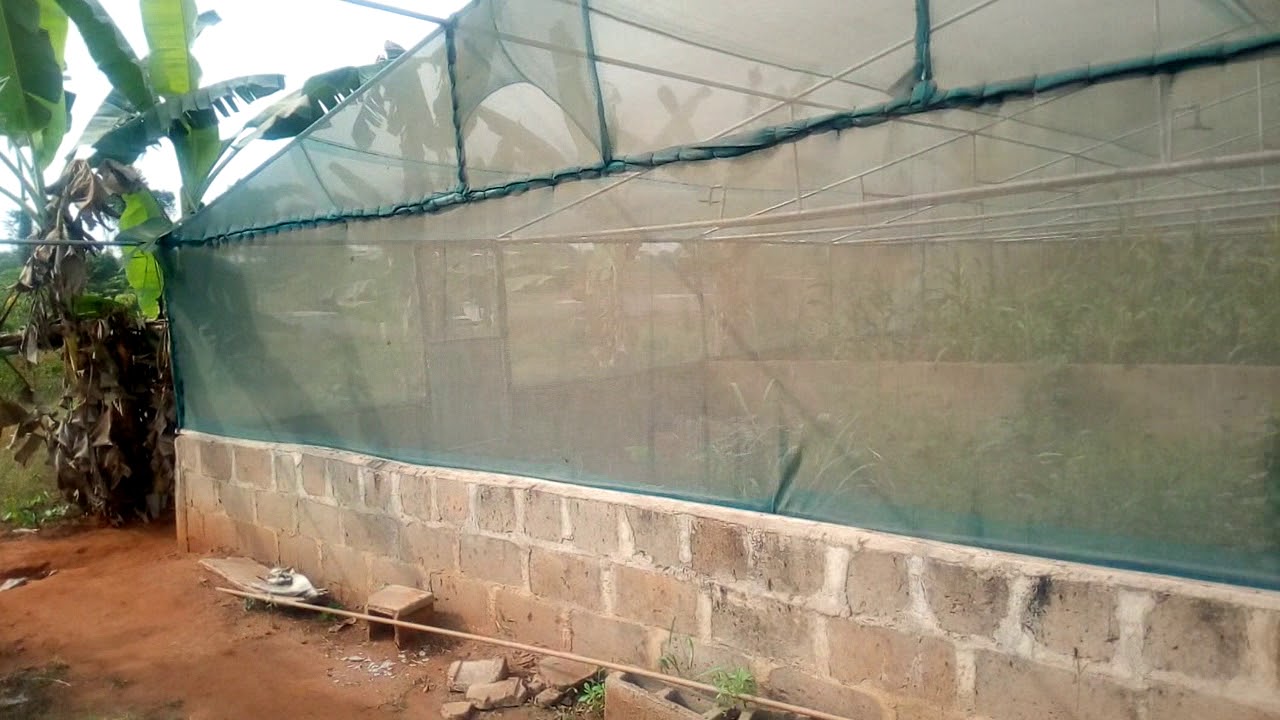 Snail farming Nigeria. my advise to you