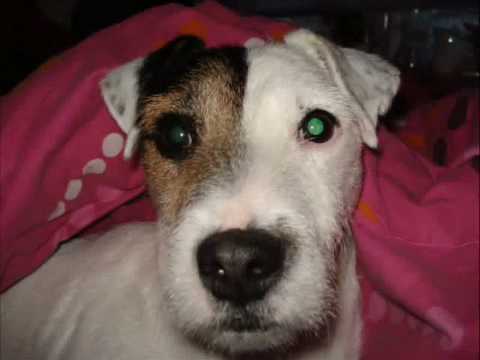 Meet Harvey 'two face' rescue Jack russell terrier!