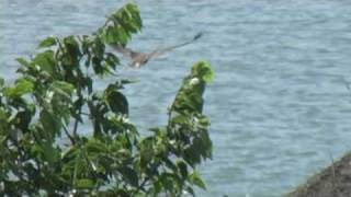 Eagle, Spider, and Buffalo on the Yankton Sioux Rez