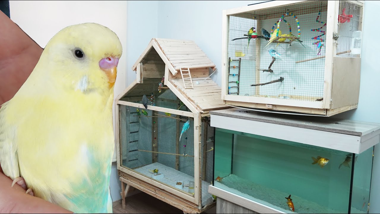 Salma Kafeslerin Yeni Halleri Muhabbet Kuşu Vlog