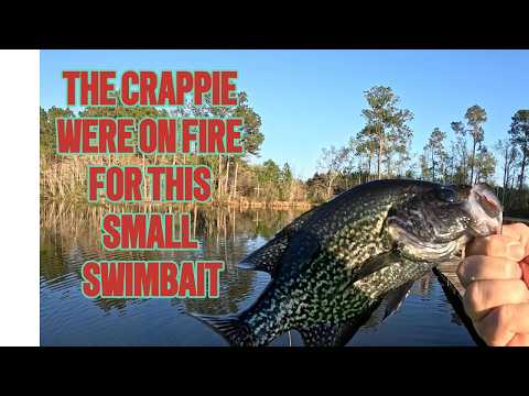 The Crappie Can't Get Enough of This Small Swimbait