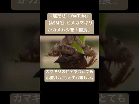 【ASMR】ヒメカマキリがカメムシを「捕食」 #sdgs #虫の音 #insects #sound #昆虫 #虫の声 #bug #yt #chewing #mantis #eating #asmr