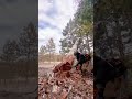 Fast and Clean Cutting Skills ⚡ #cutting #speed #skills  #funny #logging #tree #fail #ice #snow