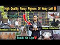 Top quality  fancy pigeons ka shoq  at honey loft