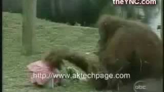 Katze und Affe