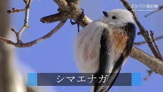 4K Hdr Birds White Long-Tailed