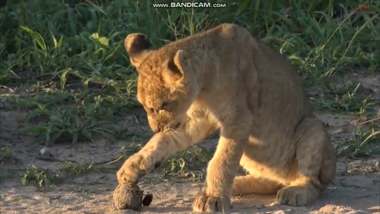 Żuk gnojarz i młode lewki  SafariLIVE   Lwy z  Djumy i okolic
