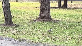 Nesting Plover not happy with Kangaroos