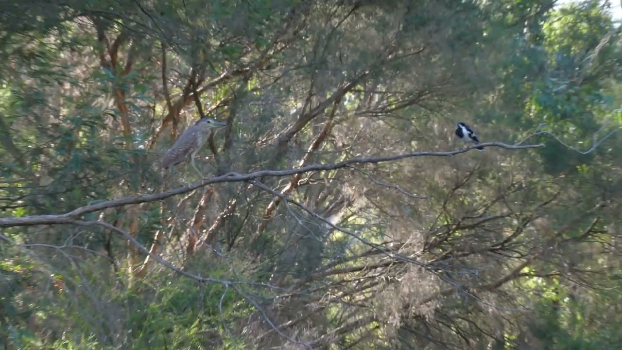 Nankeen Night Heron perching with Mudlark above Gardiners Creek Melbourne Australia 16 March 2024