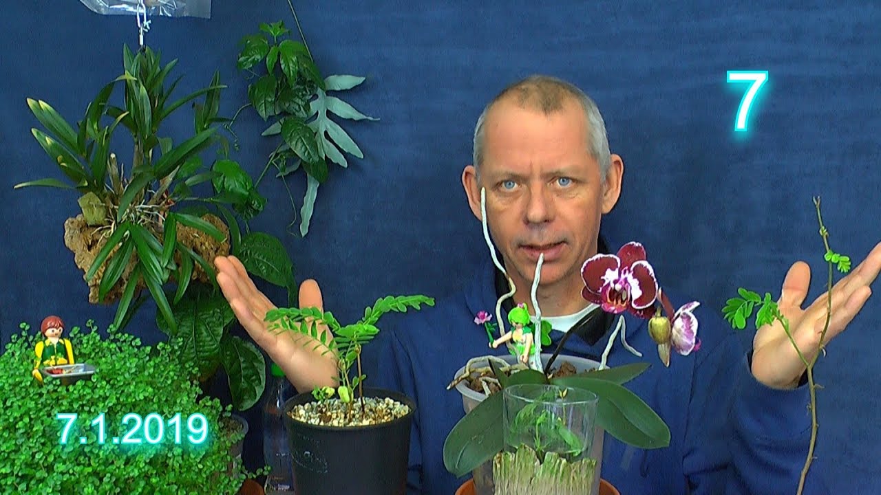 Coole Zimmerpflanzen selber ziehen Tamarinde und Juwel Orchidee beim Gärtner