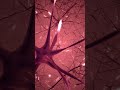 Discover the AMAZING Structure of Human Brain #science #nervoussystem #brain