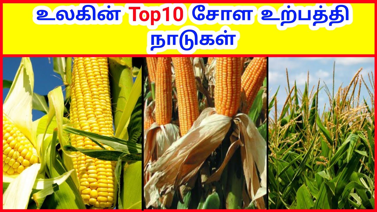 உலகின் Top 10 சோள உற்பத்தி நாடுகள் | Top 10 Corn Production countries  | Tamil Geography News