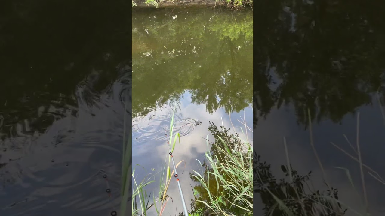 Diamondback Water Snake