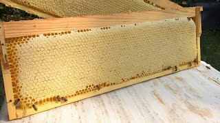 Качаем мед у пойманных роев. Сколько меда можно собрать с роя? Нужно ли объединять рои пчел?