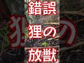 マジ今期タヌキ異常発生してない??