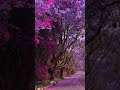 Jacaranda Trees In Johannesburg South Africa Youtubeshorts mp3