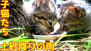 The result of feeding the kittens on a rainy day Stray cat Moving cat video