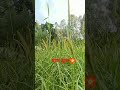#nature #flowers #shorts #orginal #grass 🏵️🌼🌸💮