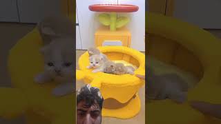 #cat #kitten #factsshortsfeed #turkishcat #shortvideo #pets #animals  #abcs #cutecat #catsworld