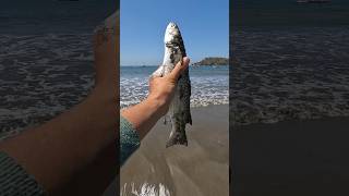 A Happy Ending - Watch The Inspiring Rescue Of These Fish 🥺 #Shorts