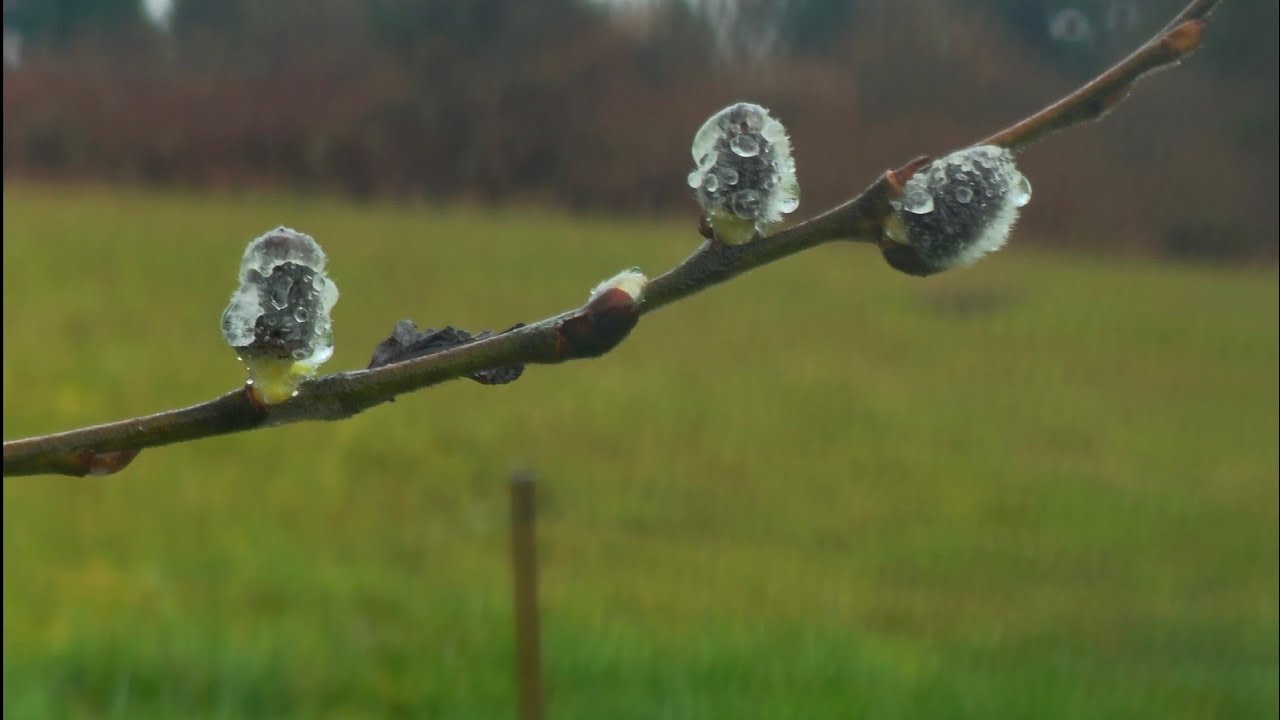 Our nature. Наша природа. 