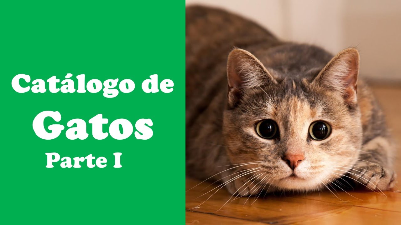 Catálogo de Gatos | Parte I - YouTube
