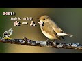 芸道一代 字義版