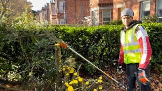 Part || Front yard Removing All Hedges!!