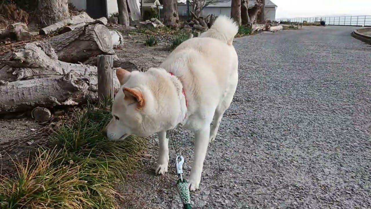 2026年1月15日　最後に家の周りを走りました！