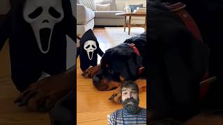 funny Dogs 😱😱 #dogs #animals #humor