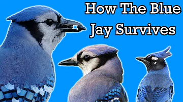 The Surprising Life of a Blue Jay - Documentary