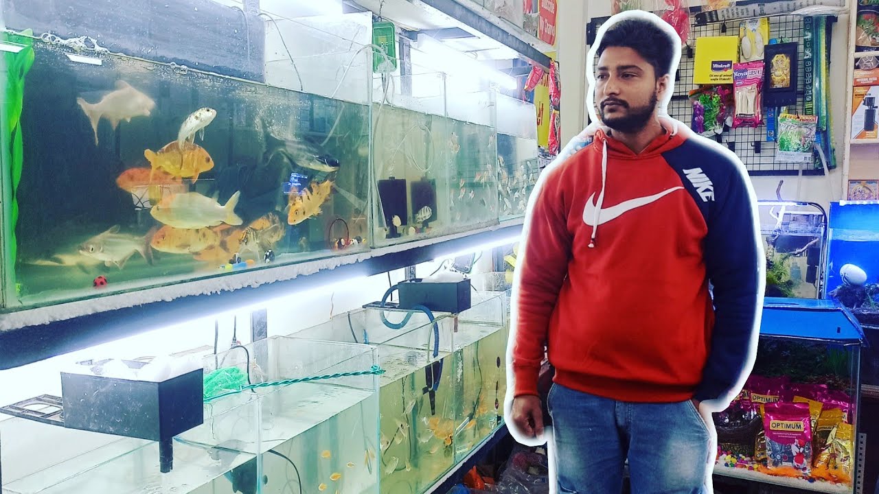 New Fish's at Classic Pet Shop in Ghaziabad Uttar Pradesh YouTube