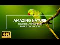 Amazing Nature - 1 Hour River Flows In You | Relaxing Music for Sleep, Piano Music, Music for Study