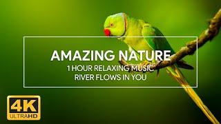 Amazing Nature - 1 Hour River Flows In You | Relaxing Music for Sleep, Piano Music, Music for Study