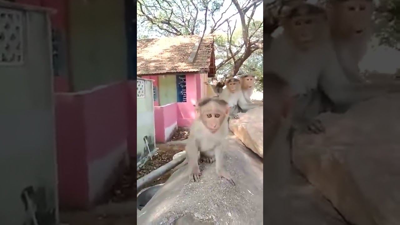 monkey business development