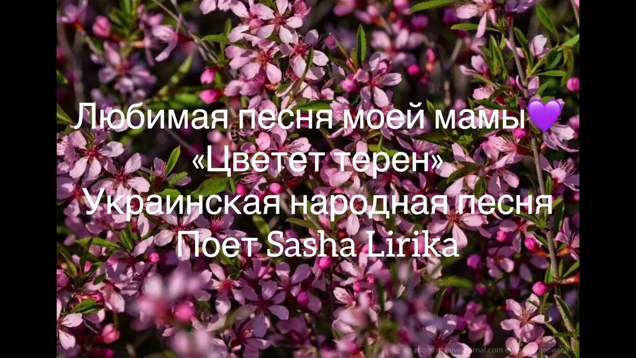 Цветочки ноты для баяна. Песня яблони в цвету текст. Цветёт тёрен украинская народная. Футаж расцветать. Черемуха цветет.