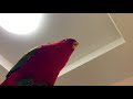 Red birb "GUMI" wuewuewuewuewue.....staring III