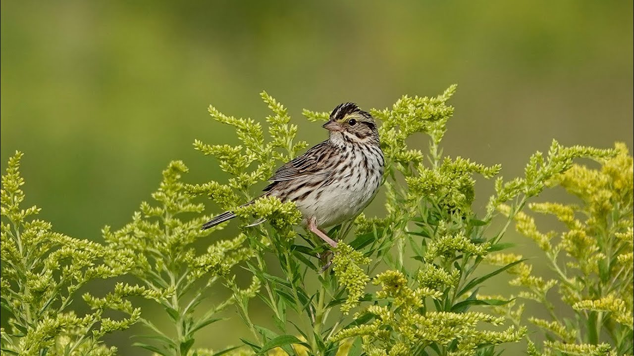 Savannah Sparrow: Call (30 July 2025)