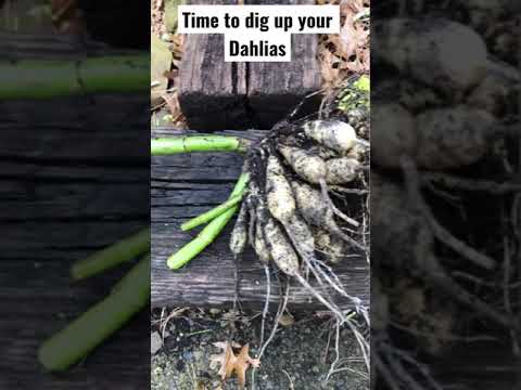 Video: Daalian juuren sukkulamaattojen vauriot: Taistelu daalioiden juurisolmukudossukkulamatoista