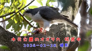 水元公園のオオタカ 採食中 2024 02 28 撮影