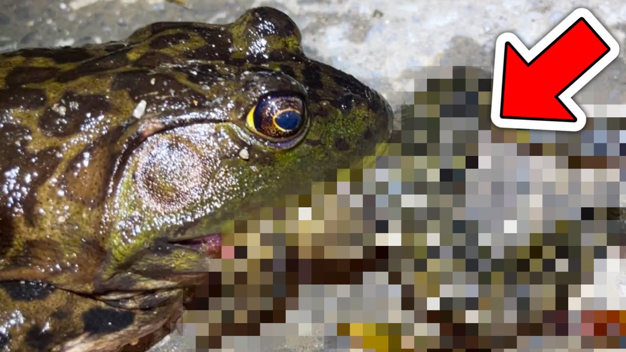 Viewer Discretion Advised] The bullfrog I caught threw up