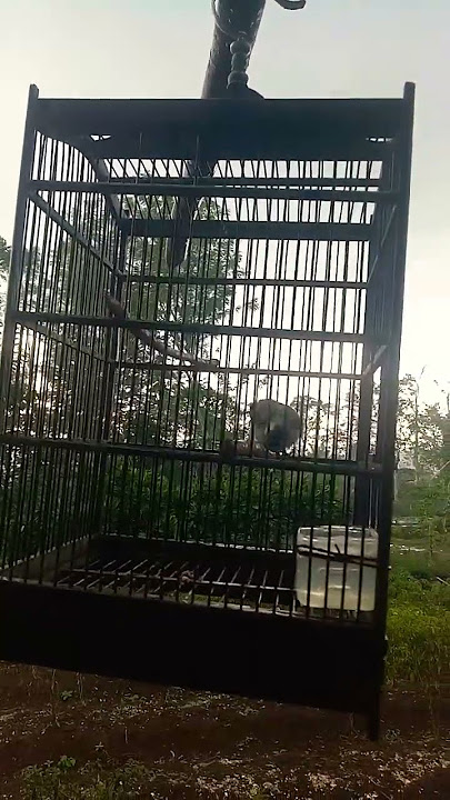 terapi hujan masseee..!!#kutilangmania #pikatajaran #kutilang #suaraburung #kutilangbetina